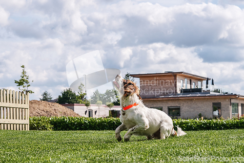 Image of Springer Spaniel Dog playing in a garden