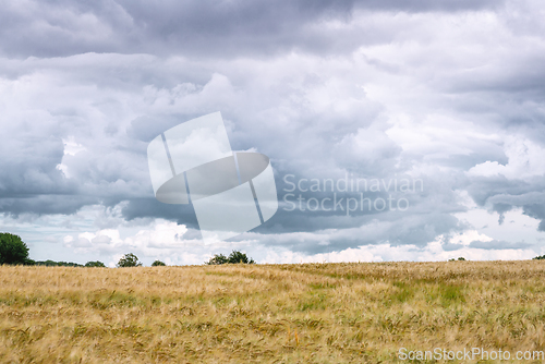 Image of Dark clouds over a field of wheat grain