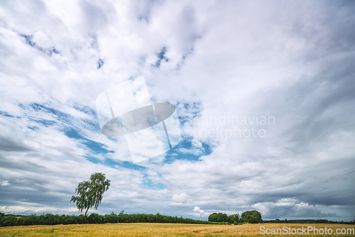 Image of Rural landscape with grain on a field