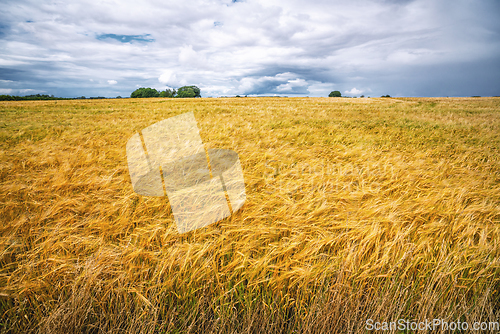 Image of Golden grain on a cultivated field