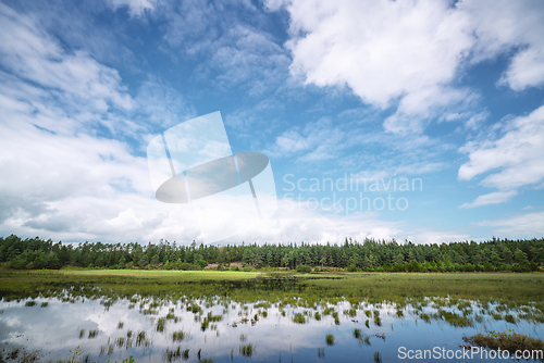 Image of Swamp lake near a green forest