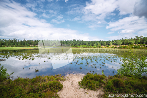 Image of Swamp area surrounded by trees