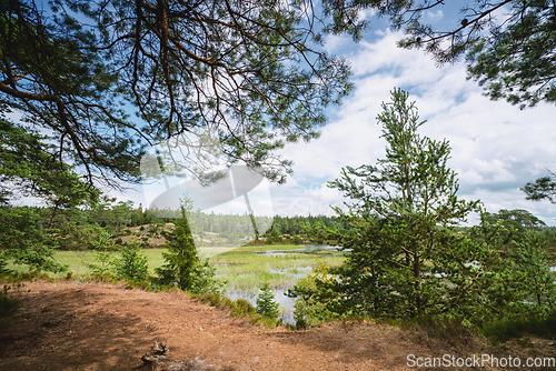 Image of Pine trees in a swamp area in the summer