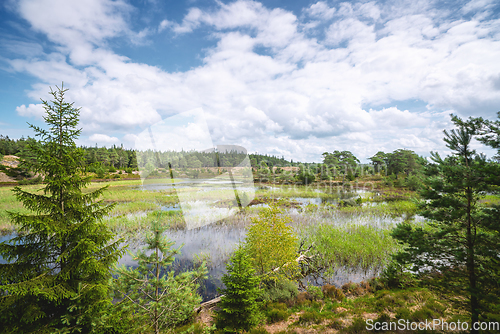 Image of Beautiful nature in wetlands