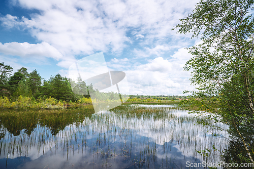 Image of Wetland landscape with colorful trees