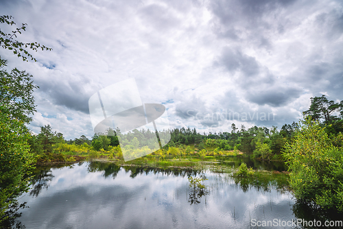 Image of Forest lake scenery in the spring