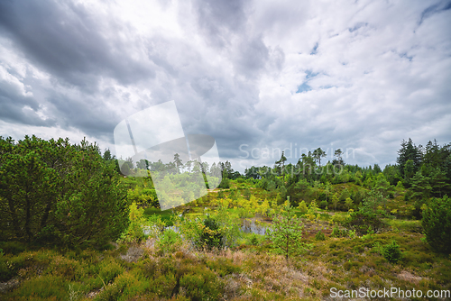 Image of Wetland wilderness in cloudy weather