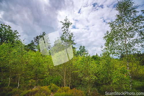 Image of Birch trees in wilderness nature in Scandinavia