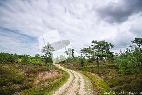 Image of Dirt road in a wilderness landscape