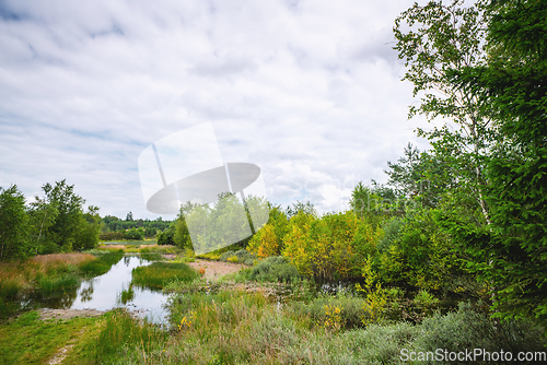 Image of Flooded wilderness with colorful birch trees