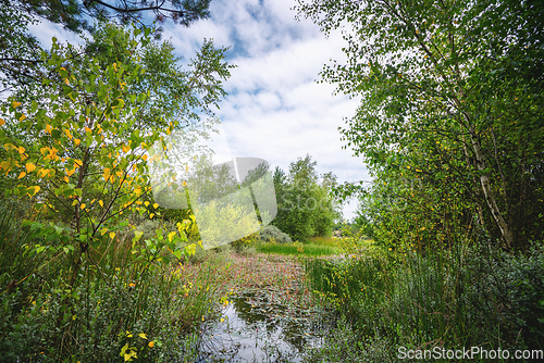 Image of Swamp wilderness in beautiful colors