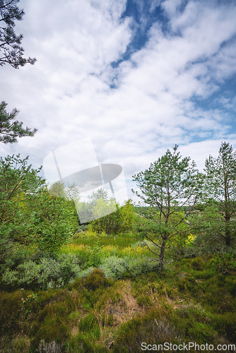 Image of Swamp wilderness in Scandinavia