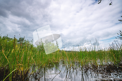 Image of Green rushes in a swamp wilderness