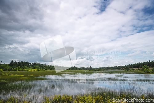 Image of Flooded swamp area with green plants