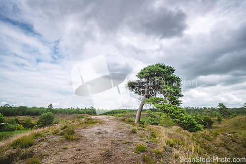 Image of Lonely tree on wilderness plains