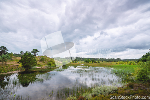 Image of Beautiful swamp landscape with wild nature