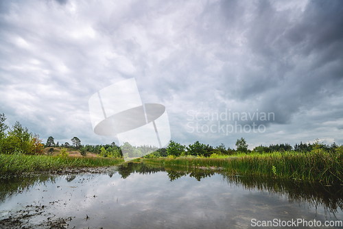 Image of Green rushes by a small forest lake