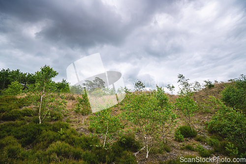 Image of Birch trees with fresh green leaves on plains