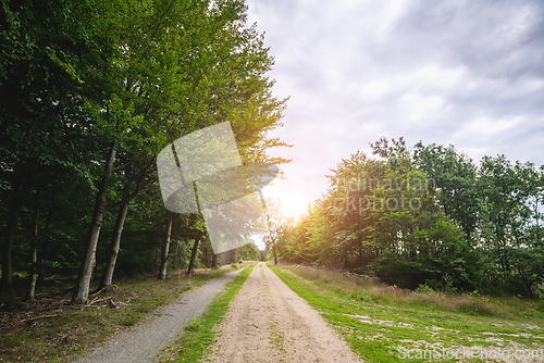 Image of Dirt road in a green forest in the spring