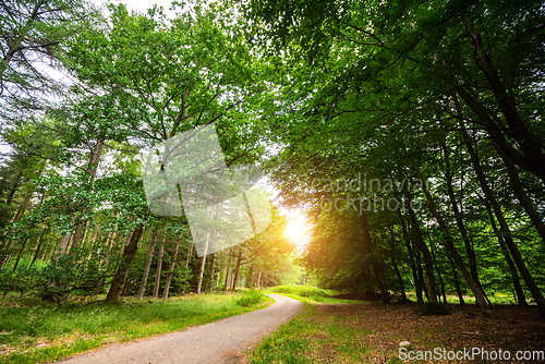 Image of Curved road in a green forest in the springtime