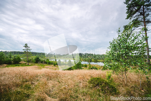 Image of Landscape with a meadow on top of a wetland