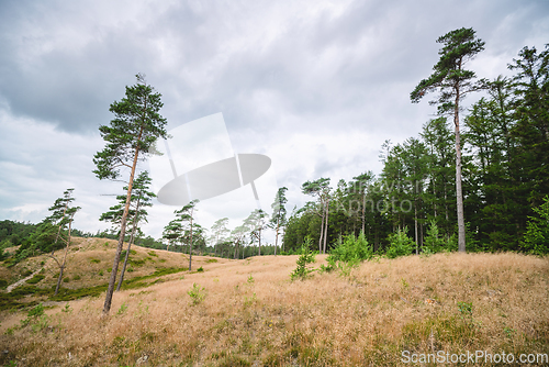 Image of Tall pine trees on a meadow near a forest