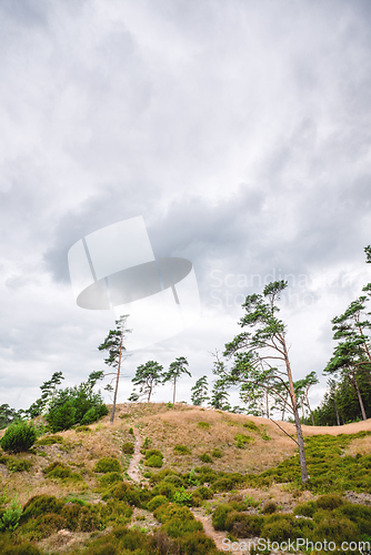 Image of Pine trees on a hill in a wilderness scenery