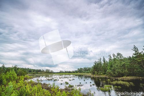 Image of Forest swamp on a cloudy day