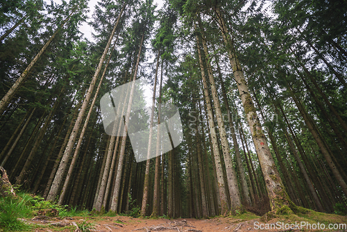 Image of Forest with tall pine trees