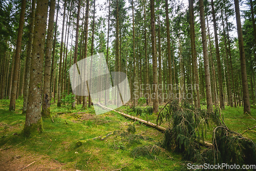 Image of Green timber forest with tall pine trees