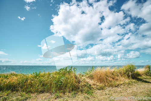 Image of Grass by the coast with a calm ocean