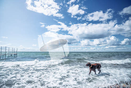 Image of Brown dog active in a cold ocean with waves