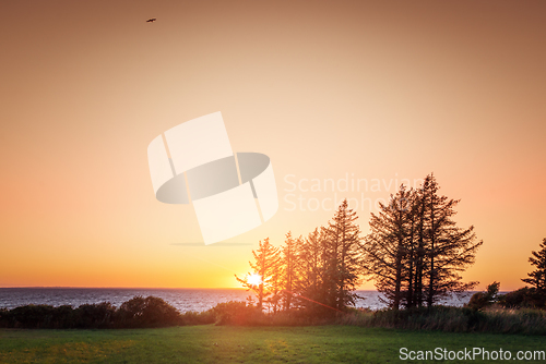 Image of Sunset by the ocean with pine tree silhouettes