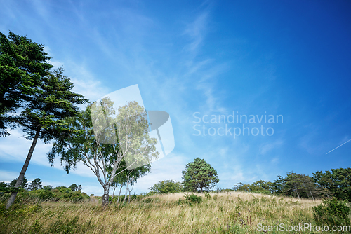 Image of Birch trees in a rural summer landscape