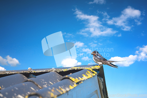 Image of Swallow on a roof top in the summer