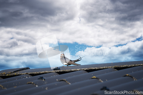 Image of Swallow on a roof top with a straw