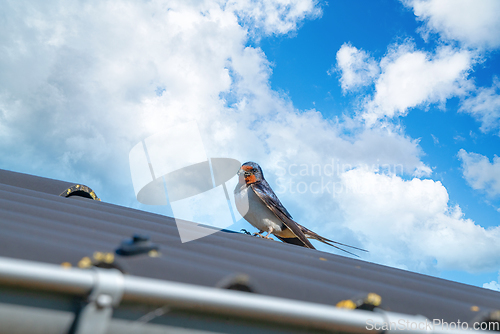 Image of Adult swallow bird on a roof in the summer