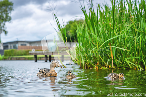 Image of Duck with ducklings in a lake