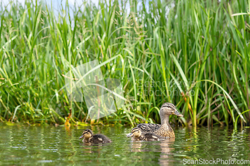 Image of Duck with two cute ducklings