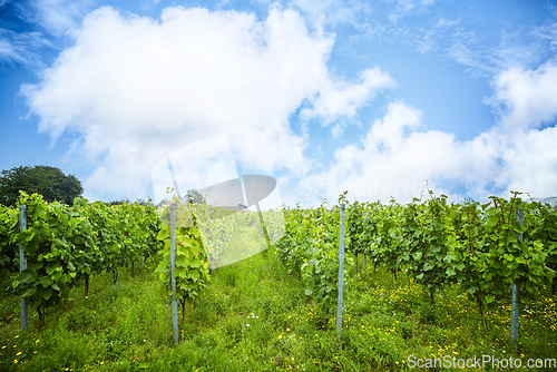 Image of Grapewine plantation in a wineyard