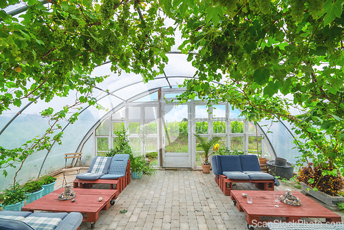 Image of Greenhouse with wine hanging from the ceiling