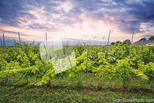 Image of Wineyard in a beautoful sunset