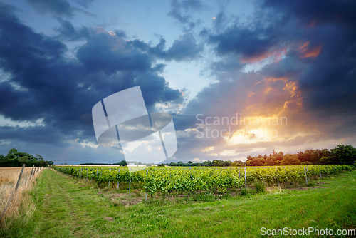 Image of Rural wineyard in the sunset
