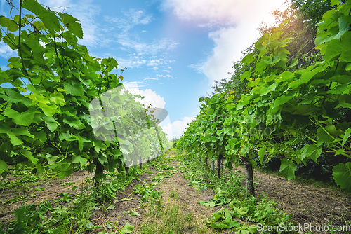 Image of Vineyard in the summer with fresh green fruits