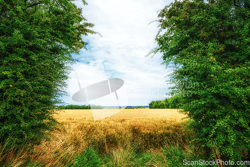 Image of Golden field surrounded by green trees