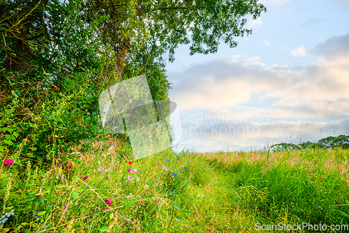 Image of Colorful wildflowers on an idyllic meadow