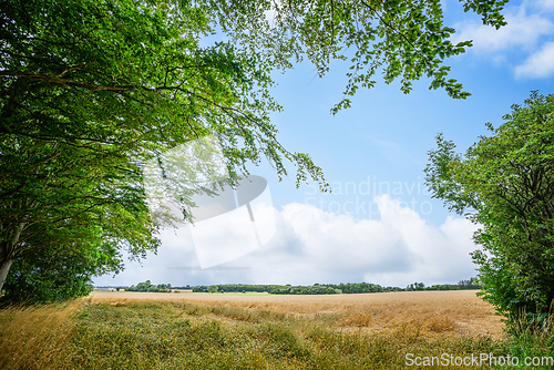 Image of Rural landscape with fresh straw fields