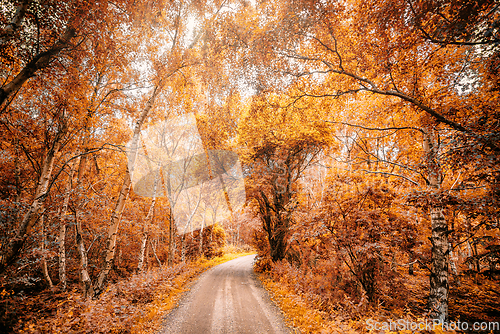 Image of Forest trail in a forest in the fall