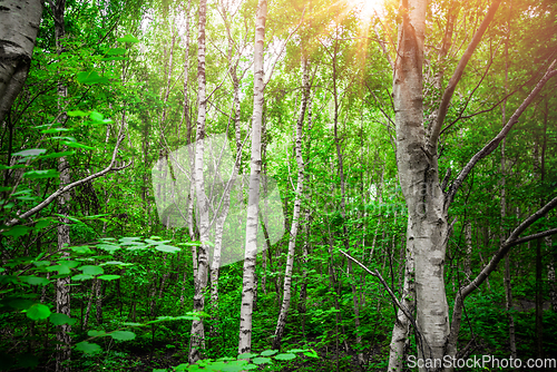 Image of Birch trees with white barch