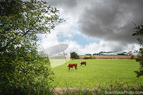 Image of Hereford cattle on a rural field near a farm